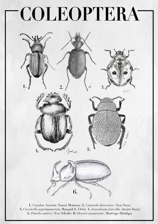 Captura Coleoptera